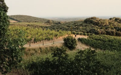 Vin- & livsnjutarresa i Languedoc 2027